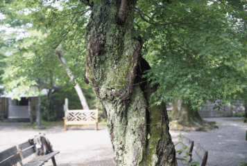 アルバム「韮山散歩」の写真 (5265)