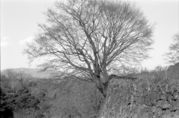 アルバム「キリシタン紀行」の写真 (612)