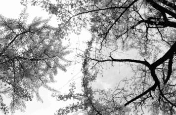 アルバム「大坂細見」の写真 (6291)