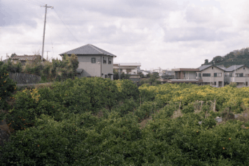 アルバム「湯浅・広川・黒江散歩」の写真 (6431)