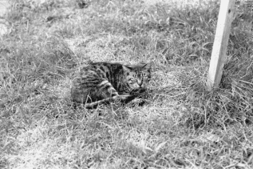 アルバム「みちのおく」の写真 (6539)