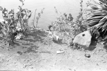 アルバム「大江戸細見」の写真 (7145)