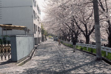 アルバム「大坂細見」の写真 (7899)