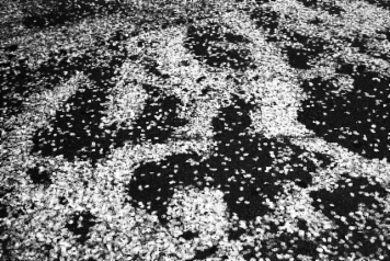 アルバム「大坂細見」の写真 (9326)