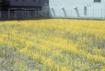 アルバム「大坂細見」の写真 (978)